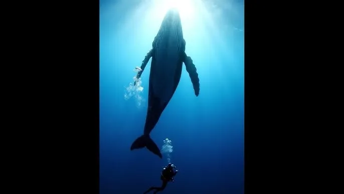 2021网站你懂我意思正能量 - 深蓝星球：探索海洋深处的未知世界